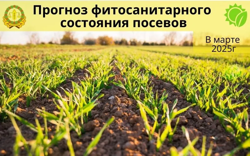 Специалисты «Россельхозцентра» предупреждают аграриев о мониторинге озимых в марте