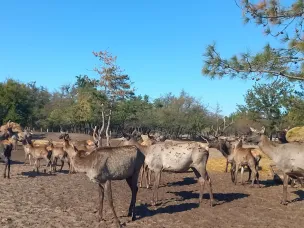 В Усть-Донецком районе продолжает развиваться сельский туризм