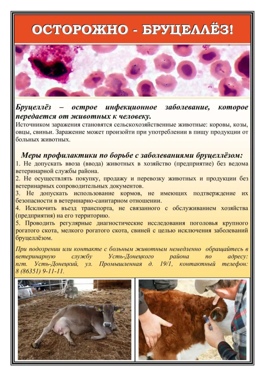Меры профилактики по борьбе с заболеваниями бруцеллёзом
