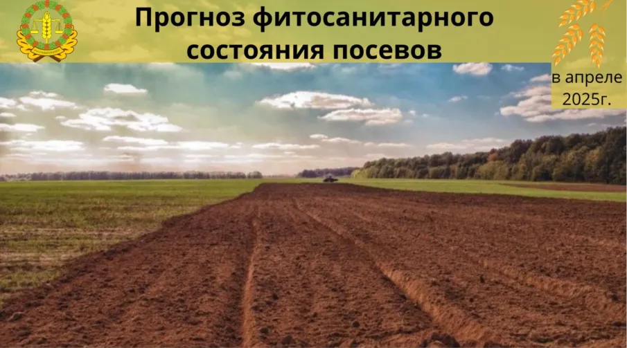 Прогноз фитосанитарного состояния посевов в апреле 2025 года